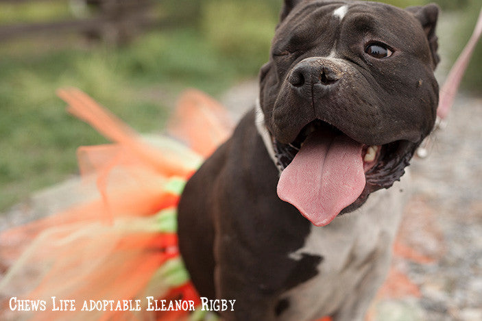 Good Dog Karma
