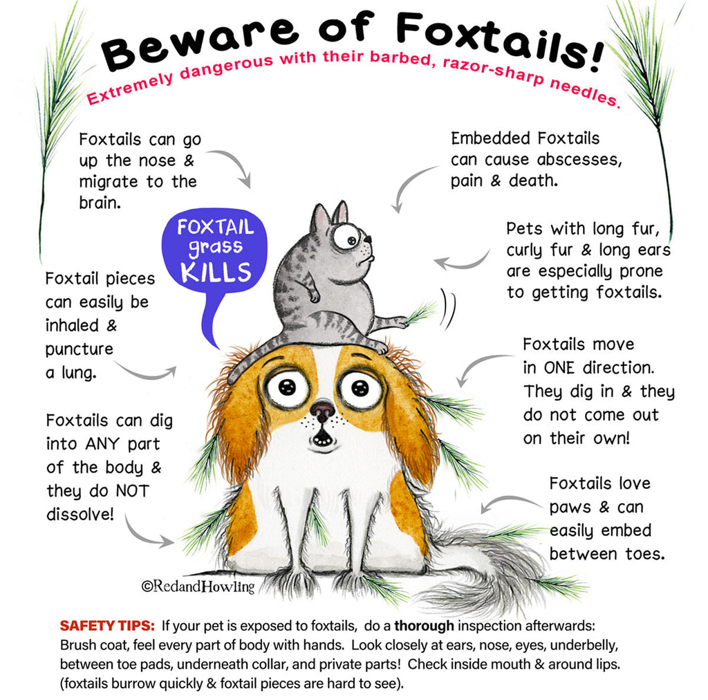 The Sneaky Grass that Every Pet Parent Needs to Know About